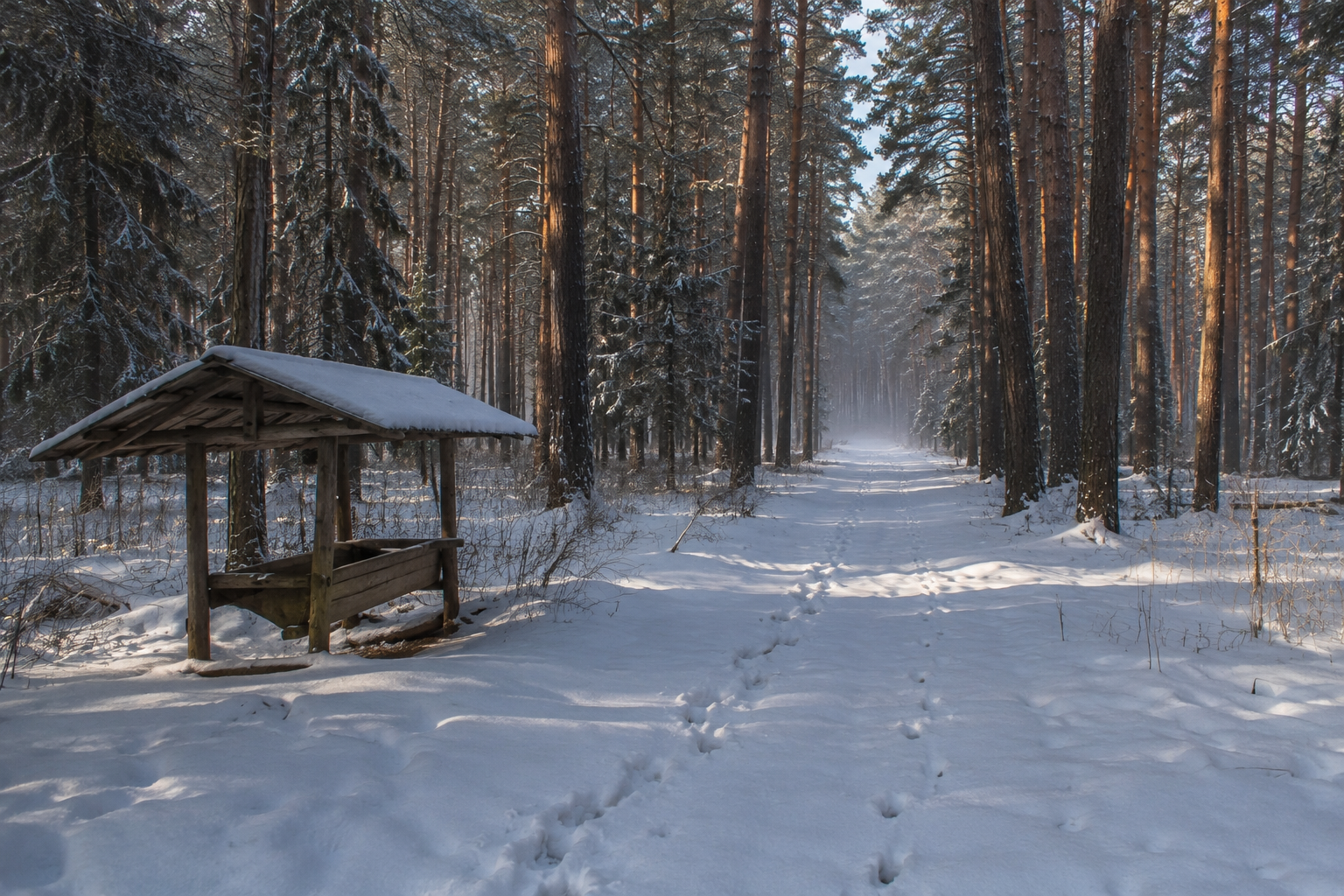 Зимний лес Лосиный остров