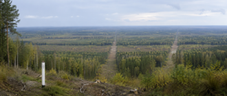 лесная просека в Лосином острове